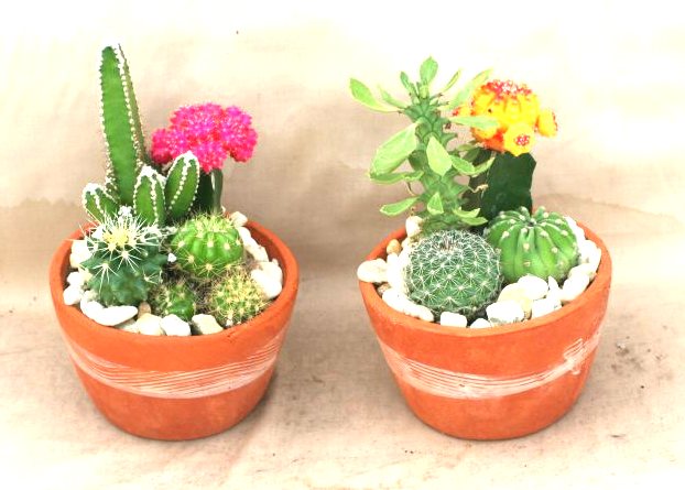 4" Cactus Clay Garden